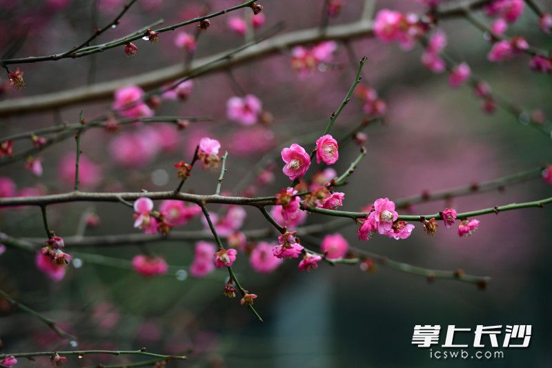 梅花生物最新消息,梅花生物最新资讯