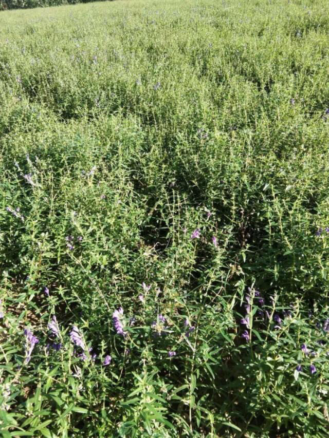 黄芩价格最新行情,黄芩市价近期波动显著。