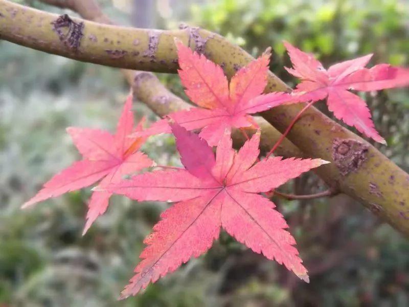 最新孟津天气预报,孟津最新气象预报