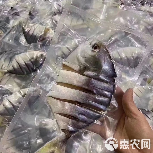 湛江金鲳鱼最新价格｜湛江金鲳鱼现价速览