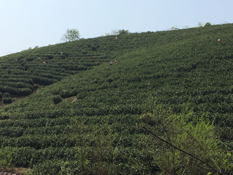 安吉最新白茶山转让-安吉白茶庄园转手求购